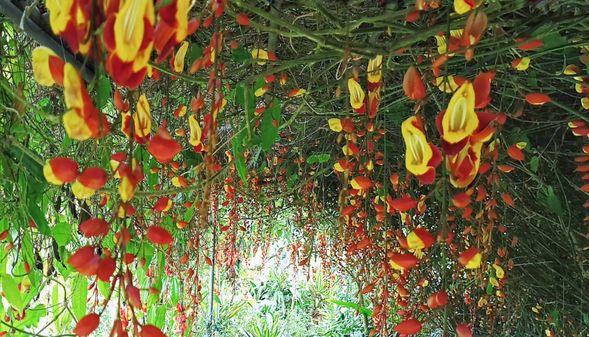 漫步花隧道,隨季節變換的花色,彷彿走進一幅活生生的畫作。