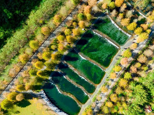 田塘如畫,生態如詩,漫步其中細品自然的韻味。