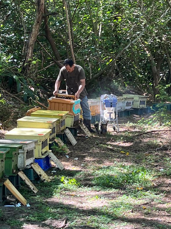 大禾蜜工坊:觀察蜂箱運作、聆聽蜜蜂生態解說,品評純淨無添加蜂蜜。