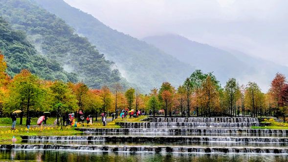 三層坪落羽松秘境宛如走進季節畫布,層層落羽松在水岸間交織出靜謐而夢幻的自然詩篇。