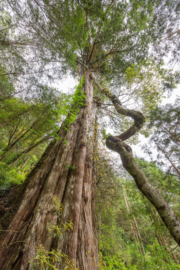 擁有百餘株超過千年歷史的紅檜、扁柏,全台罕見。