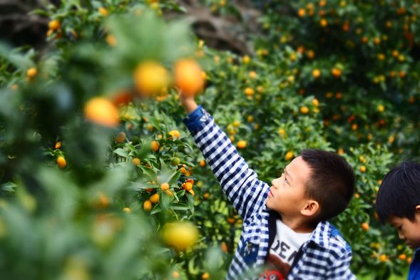 親手採摘新鮮水果,感受自然甜美與田園樂趣。