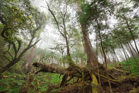 棲地孕育多樣動植物,保有完整山林生態。