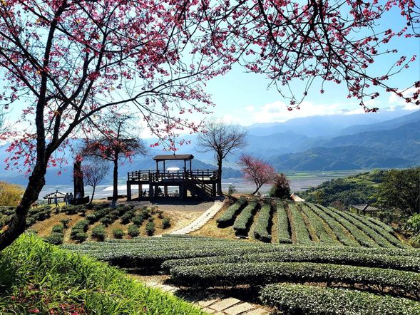 漫遊玉蘭茶鄉,沉浸茶園風光與在地茶文化,感受山間茶香的悠然韻味。