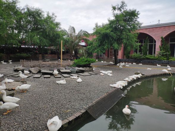 走進鴨寮、動手體驗、與鴨鴨趣拍,發現農村的真滋味。