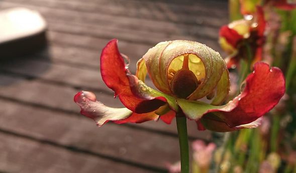 探索食蟲植物的捕食機制與多樣葉型,像是一場微型自然科學之旅。
