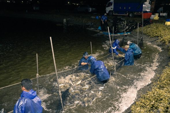 眠流跟晡流(虱目魚塭)