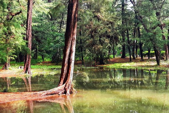 可遇不可求的漁光水漾森林(雨後限定)