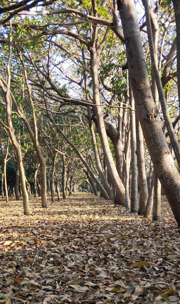 防風林祕境,好美好好拍~