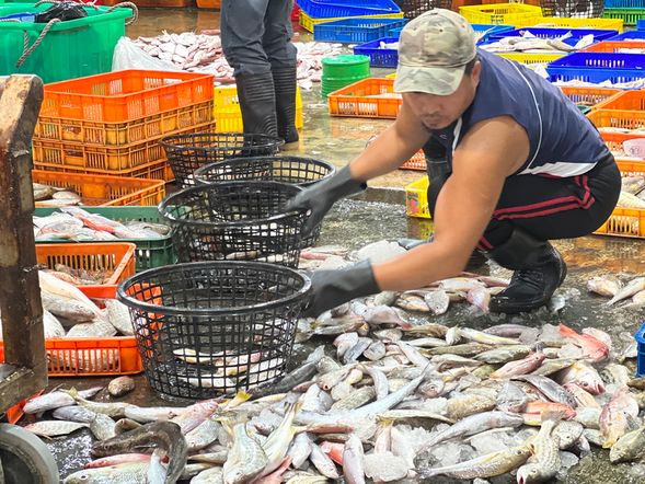 安平魚市場 (了解魚場到市場)