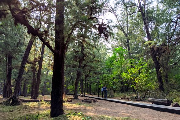 漫步漁光島森林,享受閑靜時刻