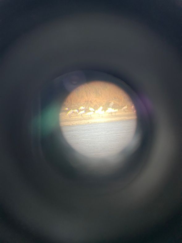 尋覓黑面琵鷺嬌影