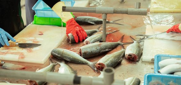 虱目魚加工廠