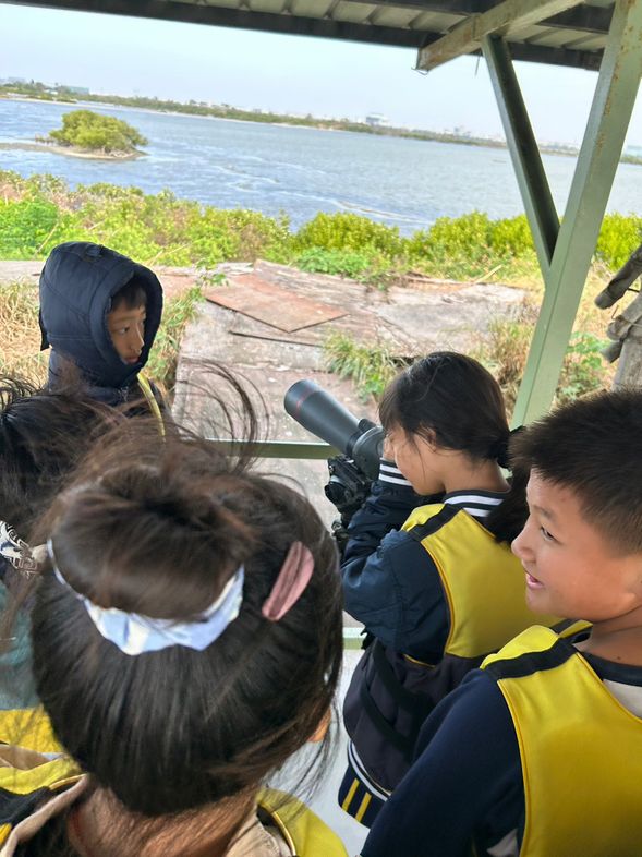 尋覓黑面琵鷺嬌影