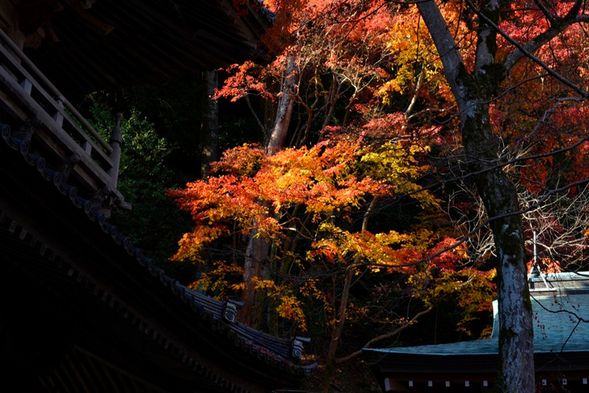 DAY 1|Step Into Japan’s Hidden Autumn Wonderland 🍁