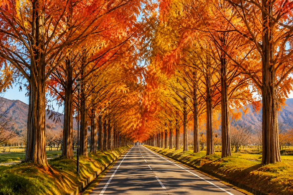 DAY 2|Travel Through the Golden Metasequoia Avenue
Hundreds of metasequoia trees line both sides of this long, straight road. In late autumn, the leaves gradually change from golden yellow to warm orange-red, creating a spectacular tree-lined avenue with incredible depth—one of Shiga’s most iconic seasonal landscapes.