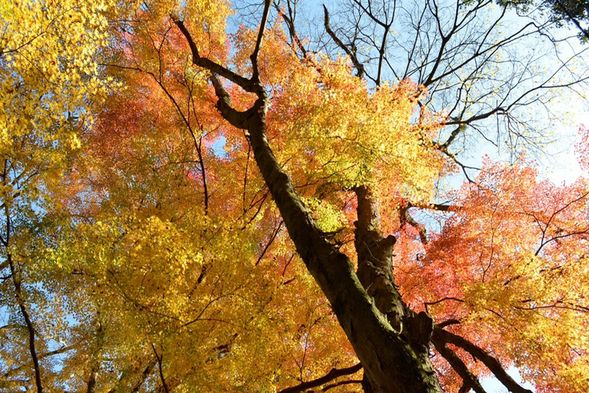 It’s not just about the destination—the journey itself is part of the experience. Mountains and forests painted in shades of red, orange, and gold immerse you in Japan’s late-autumn beauty from the very first day.