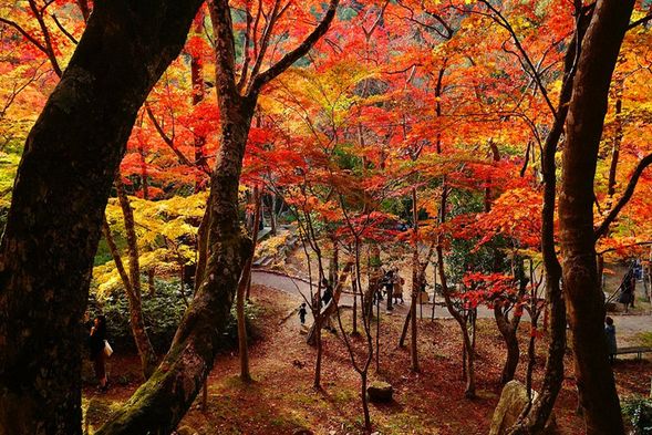 Zuihoji Park|Arima Onsen’s Hidden Autumn Foliage Gem 🍁
Start the morning from Arima Onsen and step into Zuihoji Park, one of Arima’s best-known autumn foliage spots. In late autumn, layers of maple leaves turn brilliant shades of red, orange, and gold, while stone steps, ancient trees, and fallen leaves create a rich seasonal atmosphere.
Compared with Kyoto’s more crowded autumn foliage destinations, this is a wonderful place to slow down and enjoy a peaceful morning walk in the hot-spring town. After a relaxing night in the onsen, step into the maple forest in the gentle morning light and begin Day 5 at the most comfortable pace.