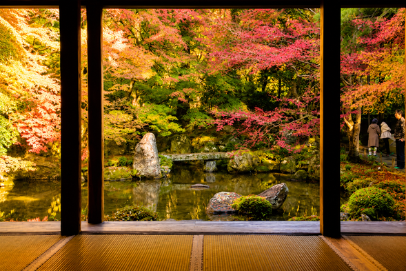 Rengeji Temple|Autumn Colors of Northern Kyoto Framed from the Shoin 🍁
Located not far from Rurikoin Temple, Rengeji is a tranquil ancient temple in northern Kyoto, perfect for quiet appreciation. Looking out from the shoin toward the pond garden, the moss, stone lanterns, old trees, and autumn foliage naturally form a picturesque framed view.
Compared with the famous and brilliant autumn reflections of Rurikoin, Rengeji offers a quieter and more understated atmosphere, allowing you to experience the peaceful charm of an ancient Kyoto temple in late autumn.