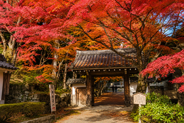 Located at the foot of Mount Hiei, Saikyoji Temple is surrounded by brilliant autumn foliage, with its historic temple buildings, stone steps, and approach framed by shades of red, orange, and gold. The temple also has deep historical ties to Akechi Mitsuhide, allowing visitors to enjoy the autumn colors while discovering the history and temple culture of the Omi region.