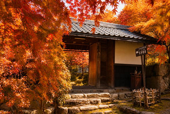 Manshuin Temple|A Tranquil Ancient Temple in Autumn
Manshuin is a particularly peaceful temple in northern Kyoto. In late autumn, the maple leaves gradually turn shades of red, orange, and gold, surrounding the historic buildings, stone steps, and gardens with elegant seasonal colors. Compared with more popular autumn foliage spots, Manshuin offers a quieter atmosphere where you can slow down and enjoy the beauty of autumn among Kyoto’s historic temple gardens.