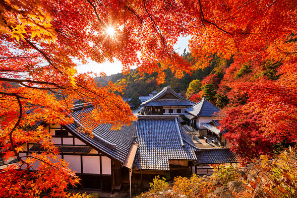 DAY 4|Yanagidani Kannon Yokokuji Temple, Kyoto|Late-Autumn Foliage in Kyoto’s Nishiyama Area
Yokokuji Temple is an ancient mountain temple nestled deep in Kyoto’s Nishiyama area, far from the bustle of the city. In late autumn, its maple trees turn brilliant shades of red, orange, and gold, beautifully complementing the historic temple buildings, stone steps, and gardens. It is also one of Kyoto’s notable late-season autumn foliage spots, perfect for slowly enjoying the colors of autumn in a peaceful mountain setting.