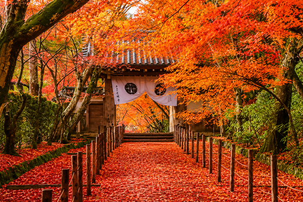 Komyoji Temple|Maple-Lined Approach
Step into Komyoji Temple and stroll slowly along its approach surrounded by autumn foliage. In late autumn, the maple leaves turn from golden orange to deep red, while fallen leaves cover the stone steps and pathways, creating one of Komyoji Temple’s most iconic seasonal scenes.
The temple architecture blends beautifully with layers of colorful maple leaves. The famous “Maple Approach” is especially perfect for a leisurely walk and photography, allowing you to experience the peaceful yet richly colored autumn atmosphere of Kyoto’s Nishiyama area.