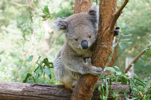 预计10:30 离开波利角前往克伦斌动物园。