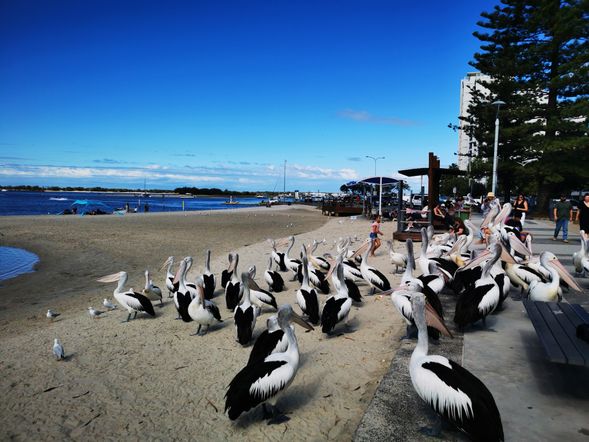 第 四 站 :喂 鹈 鹕 。 前往黄 金 海 岸 著 名 的鱼 市 场 码 头 , 欣 赏 喂 鹈 鹕 活动 。