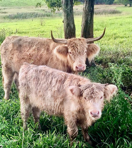 第一站:THE FARM 拜伦湾农场。是一座具有代表意义的澳大利亚式农场,农
场中除了本地鸡,牛,羊,猪等具有代表性的农场动物以外,还有大片热带水
果种植地以及夏威夷果林。果林中有压果机器,游客可自行压果品尝。