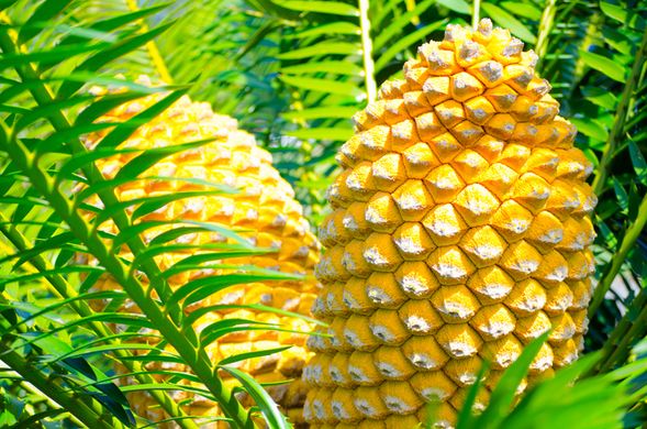 第一站:热带水果世界。是南半球最大的热带水果主题公园,占地65公顷,坐
落于世界上最大的陆地休眠火山边缘,距离黄金海岸机场仅10分钟车程。园内
种植了来自世界各地500多种奇珍异果,超过12500棵果树,是水果的天堂,在
这里可以以非常划算的价格购买自己中意的水果品尝。园内活动包括:乘坐全
景农用车环游水果种植园,工作人员会沿途介绍各种热 带水果,有机会亲自采
摘时令水果;品尝多种热带水果,约半小时的品尝会,可以品尝水果,果酱,
酱料和有机的产品, 了解用途,来源和不同的水果的健康益处;乘坐果园小火车,
参观森林保护区。