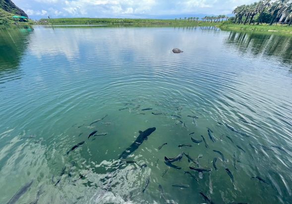 在島上參觀,全程由導覽人員帶隊導覽解說,途中有機會在清澈見底的湖泊裡看到成群原生種吳郭魚及野生大鱸鰻