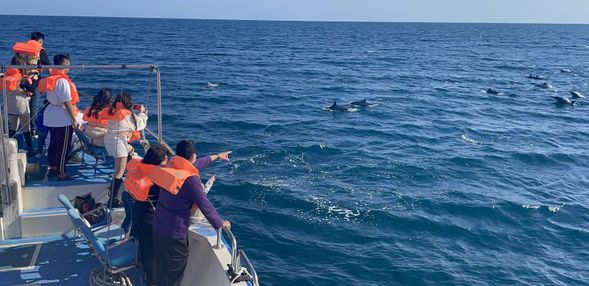 船家特別雇用搜索船,在賞鯨船出發前先去找尋,以提高發現成群鯨豚的機率(發現率7成以上)