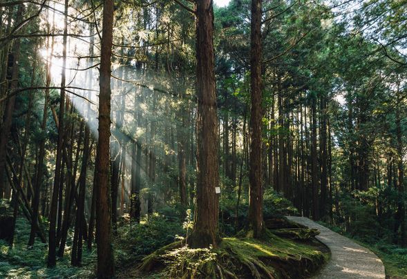 阿里山森林遊樂區