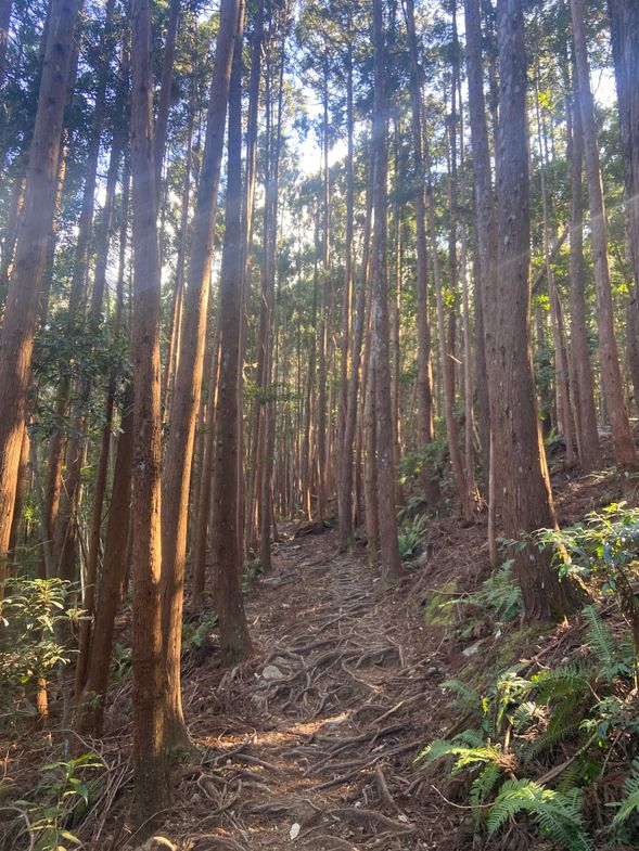 八仙山森林遊樂區