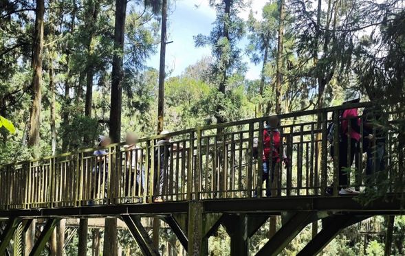 溪頭森林遊樂區