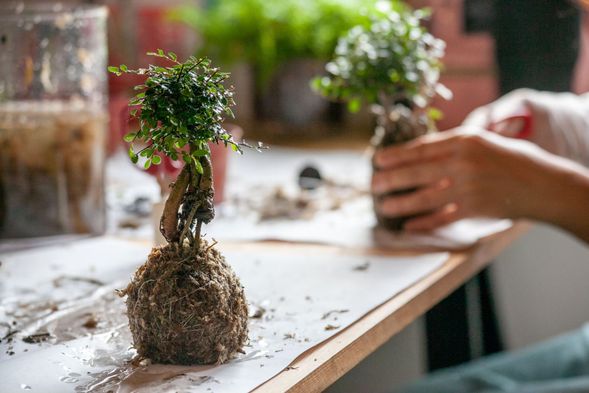 中興新村+苔球DIY