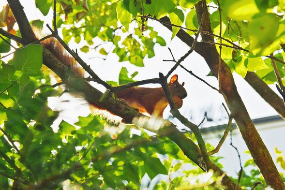 Observe the unique wildlife of Semporna.