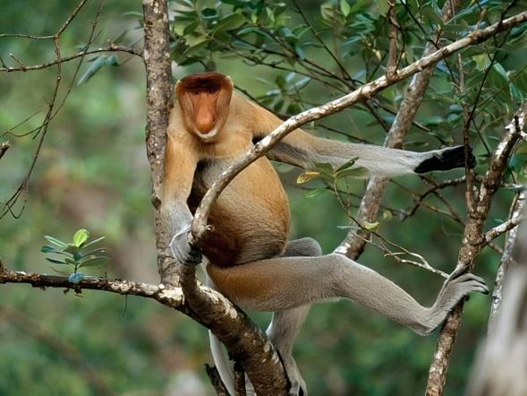 Spot wild proboscis monkeys in their natural habitat during a river cruise