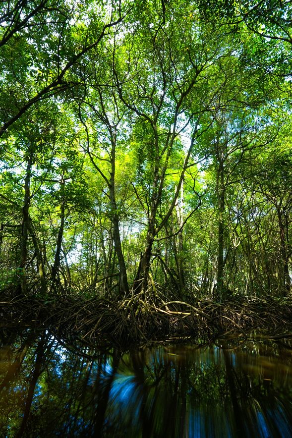 Discover the enchanting beauty of Semporna’s mangrove ecosystem.