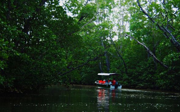 As the sun begins to set, take a river cruise through the mangroves to spot wild proboscis monkeys as they come out to rest along the trees.