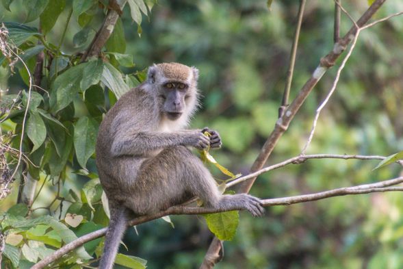 River cruise to spot proboscis monkeys and other wildlife