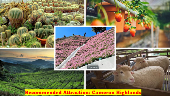 おすすめ観光スポット:キャメロンハイランド