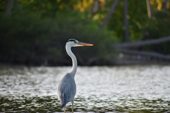 Observe the unique wildlife of Semporna.