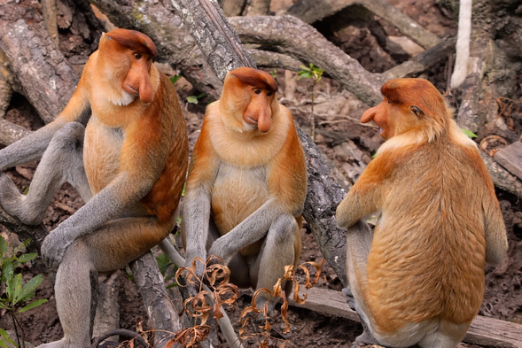 River cruise to spot proboscis monkeys and other wildlife