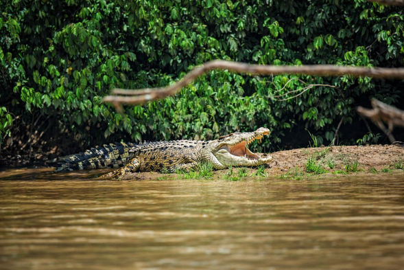 River cruise to spot proboscis monkeys and other wildlife