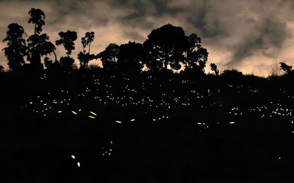 After the cruise, enjoy a local dinner by the river as the night falls. Then get ready for a magical finale — thousands of fireflies lighting up the trees like stars. Return to your hotel around 8:00 PM.