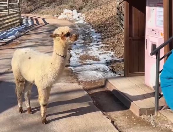 歡迎來首爾體驗羊駝世界的美景