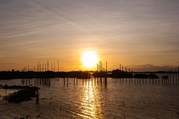 位於雲林口湖鄉,是一般保護區,被列為國家重要濕地之一,目前已由荒廢的田地演化為生物群集的濕地,每年都有成千上萬的候鳥飛來駐足棲息,有瀕臨絕種的黑面琵鷺,還有小燕鷗、紅隼等等,更有豐富的魚類及螃蟹等,儼然是地方重要觀光資源。