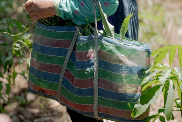 部落裡逛一圈,走走摘摘,滿滿的一袋都是部落先祖們的智慧結晶啊!
照片來源:雅比斯國際創意策略股份有限公司